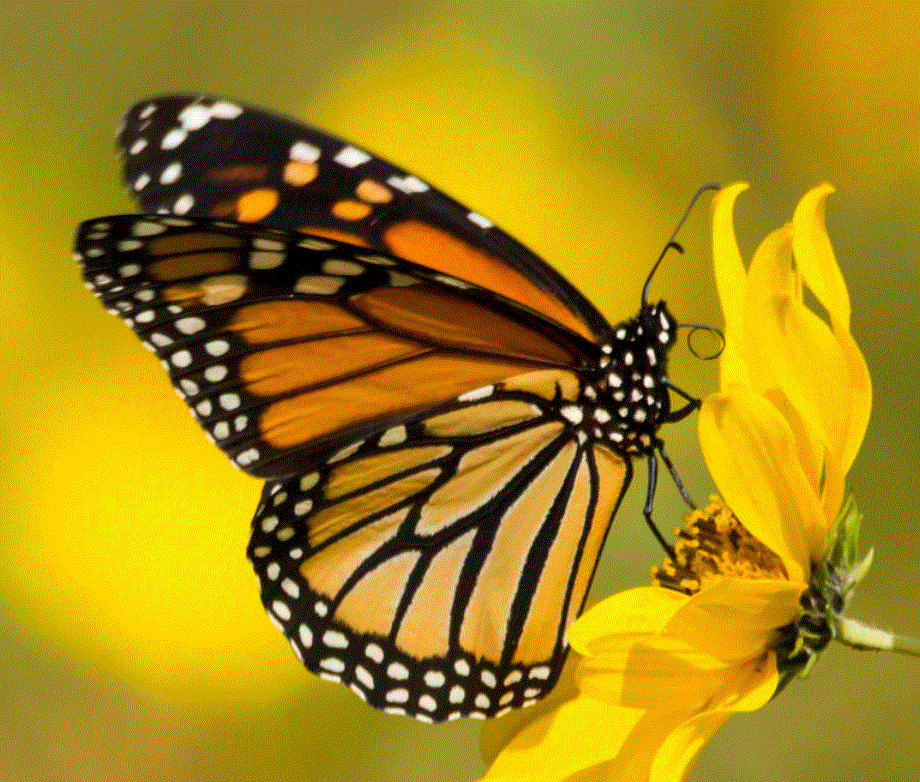 Mariposa