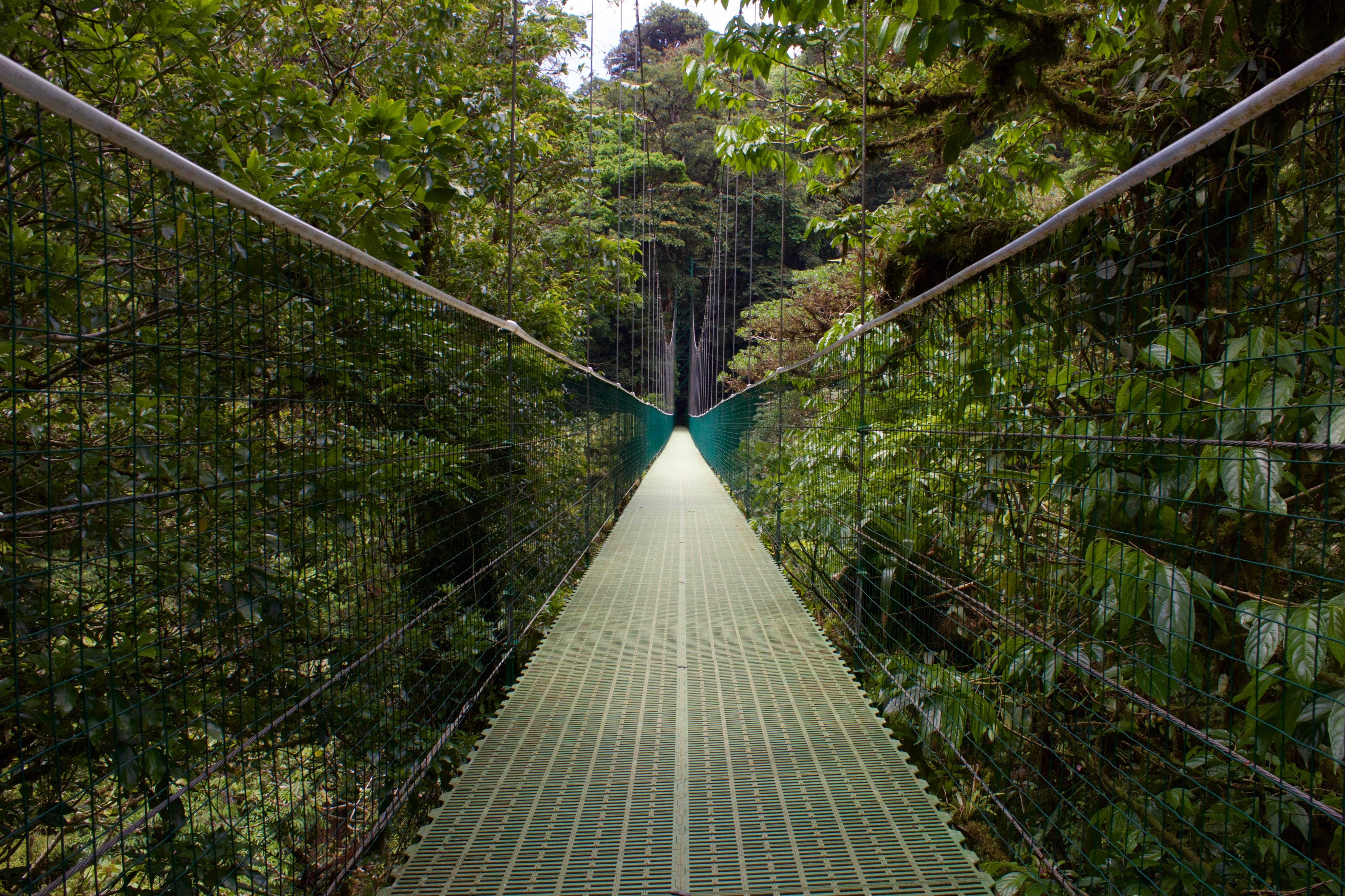Bosque nuboso