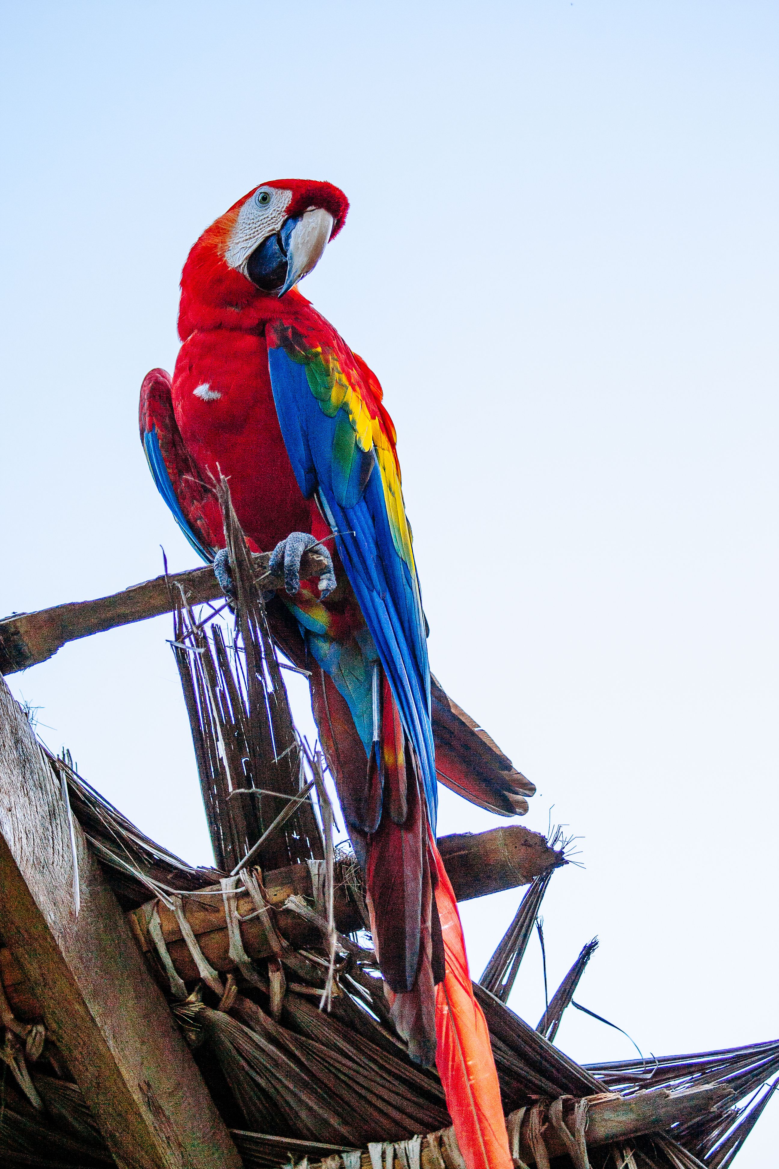 Guacamaya roja