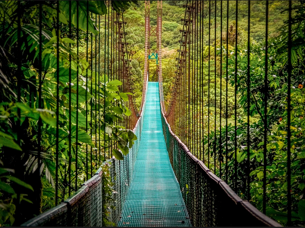 Bosque Nuboso de Monteverde