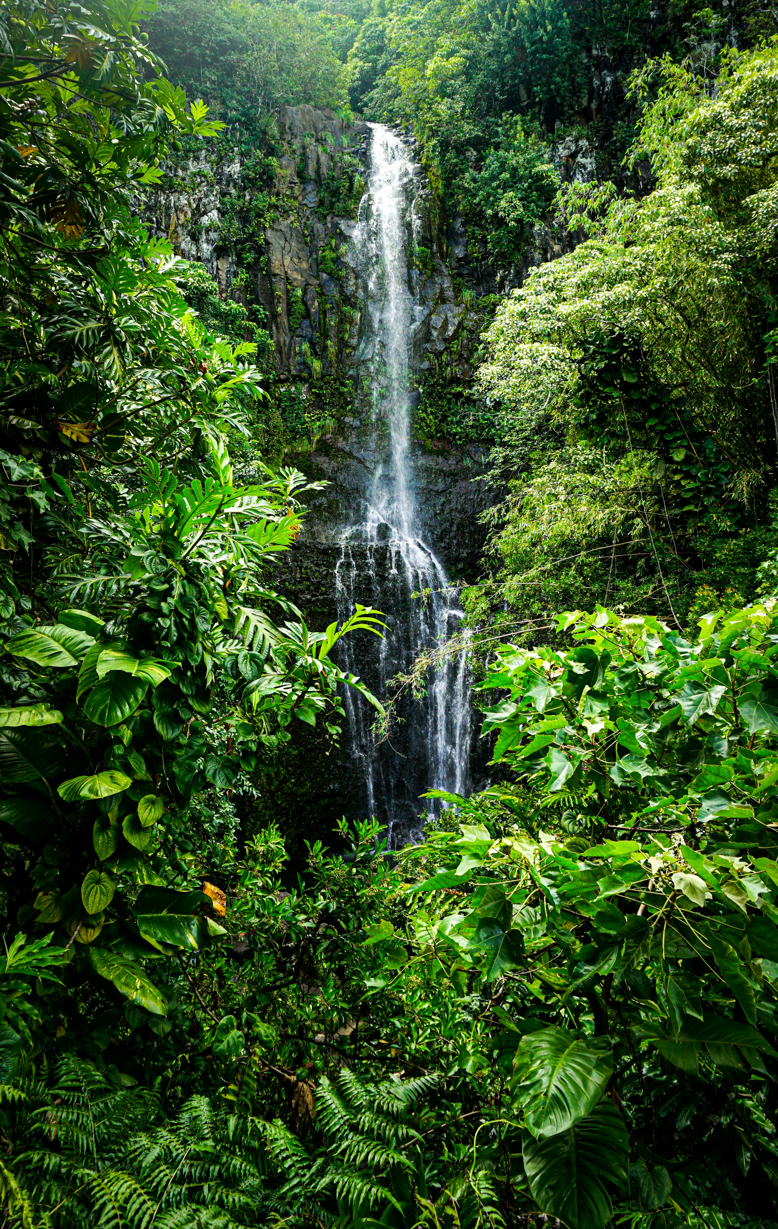 Bosque tropical de Costa Rica