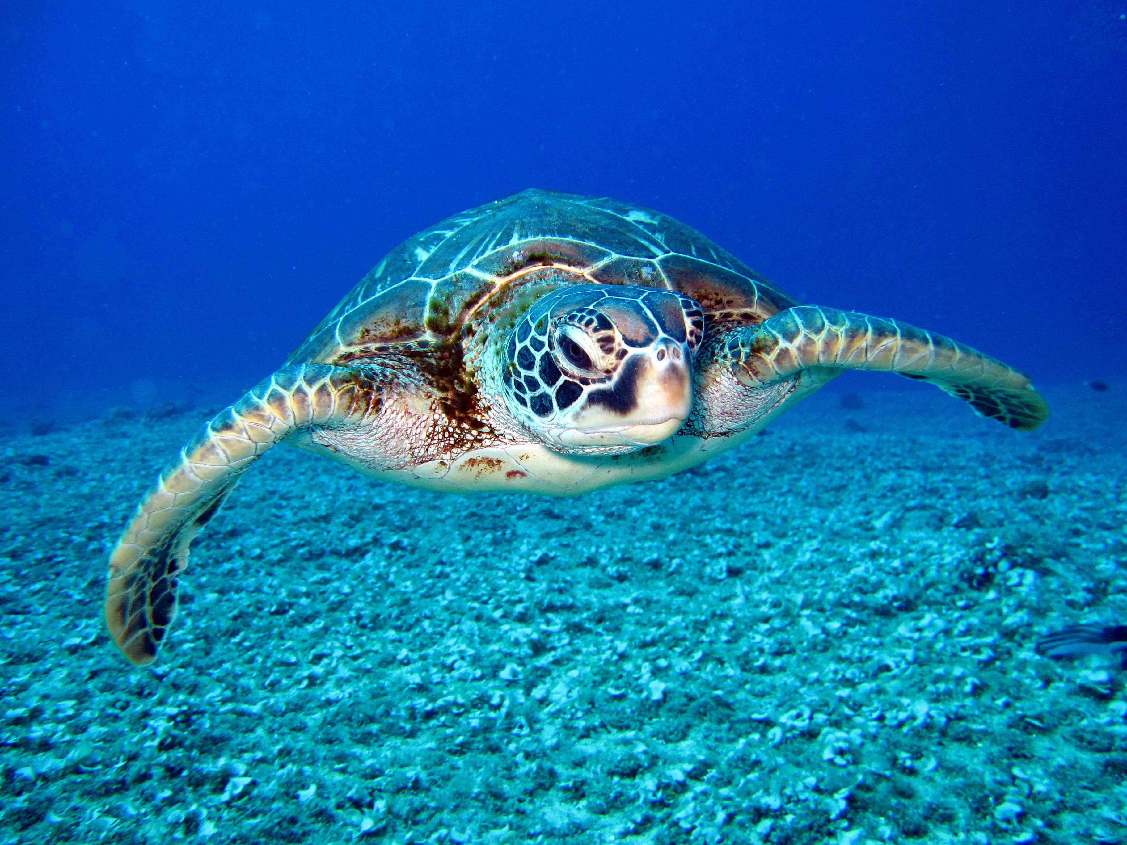 Tortuga marina