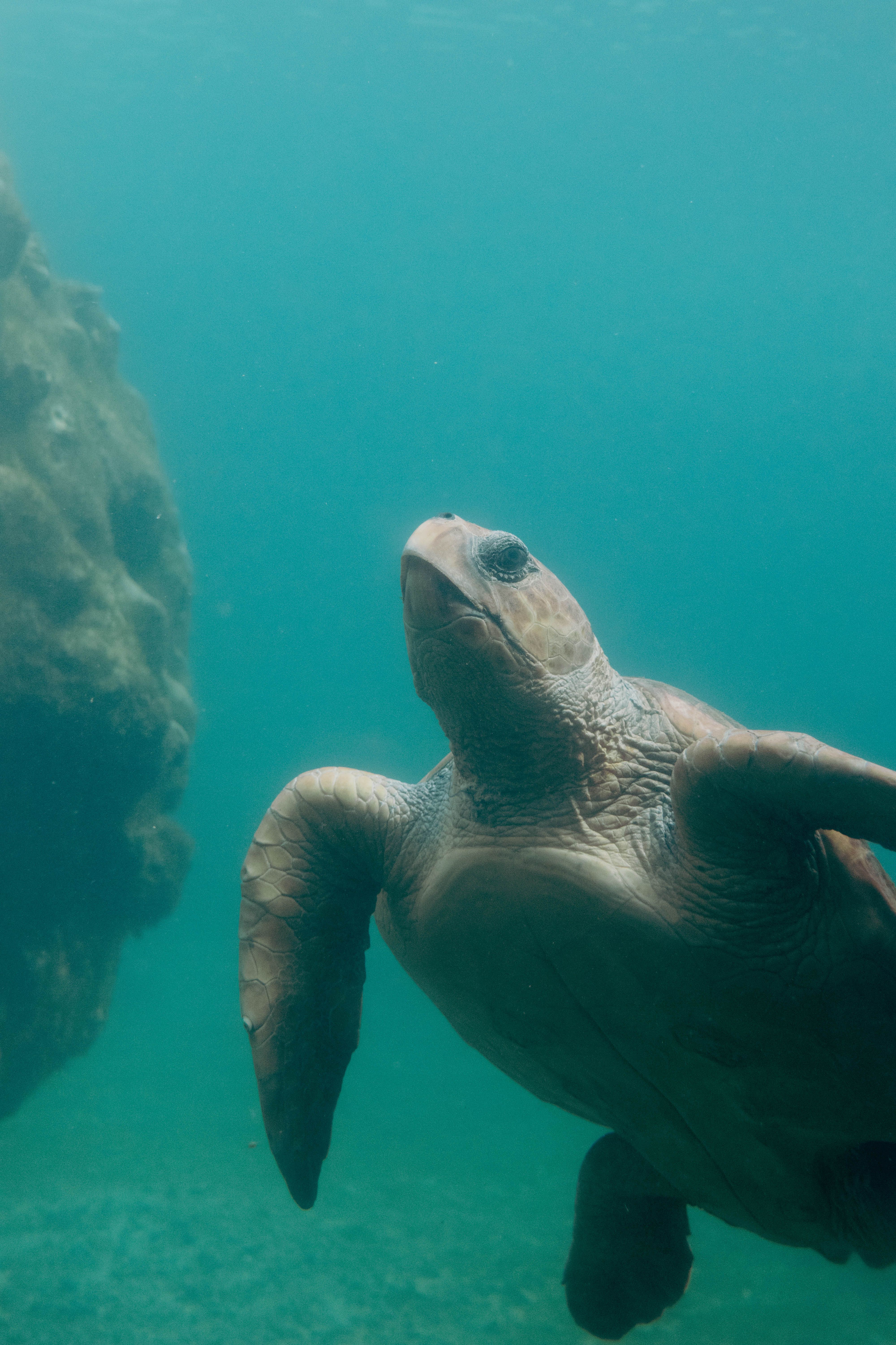 Tortuga marina en Costa Rica
