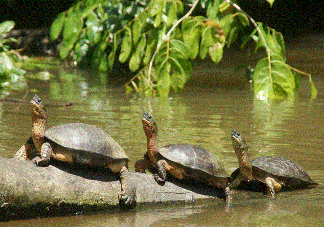 Parque Nacional Tortuguero